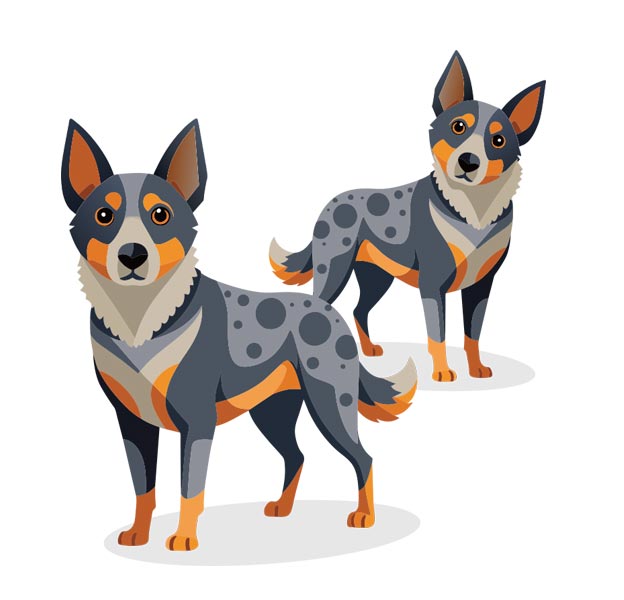 2 Blue Healer